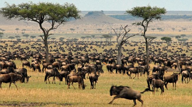 Serengeti National Park, Tanzania