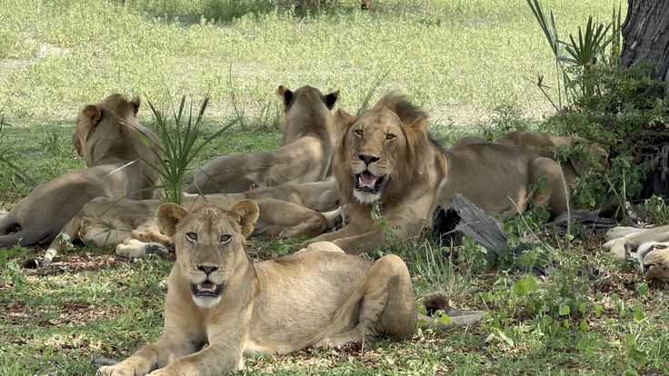 A pride of Lion in Tanzania