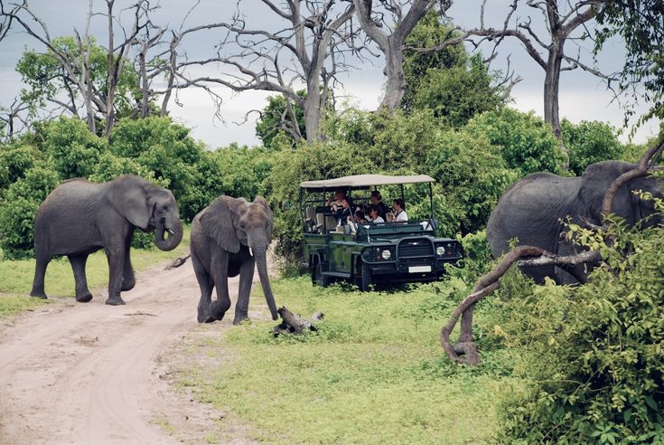 Kenyan Safari, Kenya travel guide